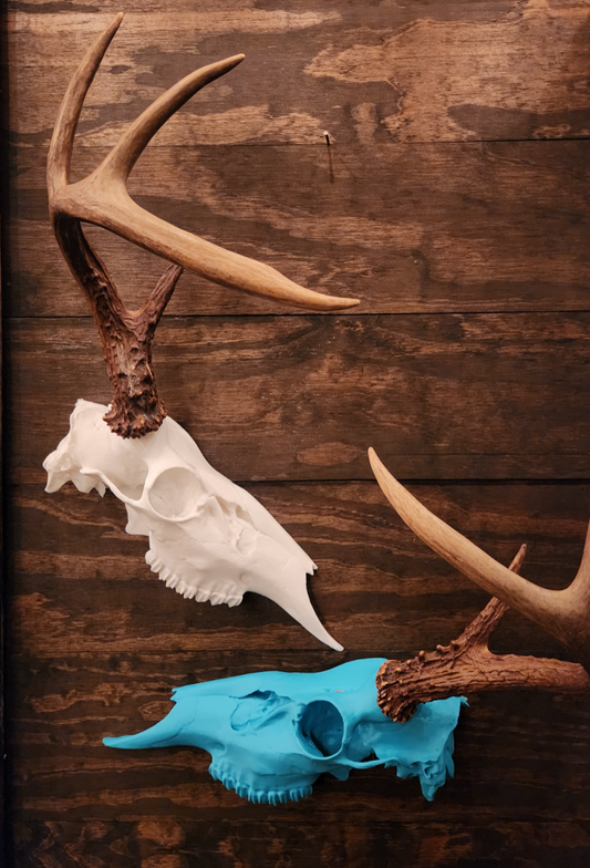Single Antler European Whitetail Mount System