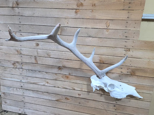 Elk Shed Mount - Half Skull Wall Hang