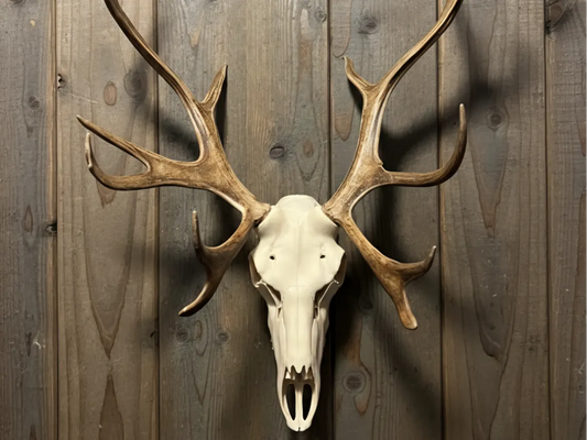 Caribou Skull Antler Mount