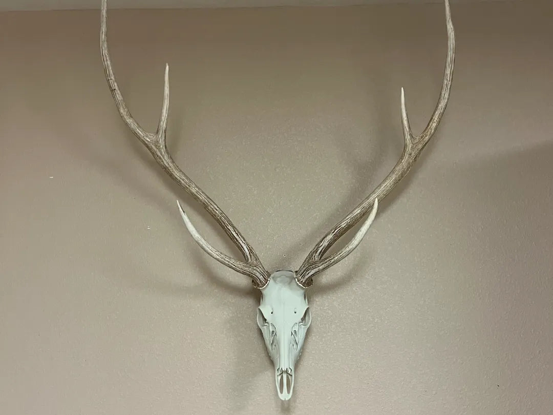 Axis Deer Skull Antler Mount
