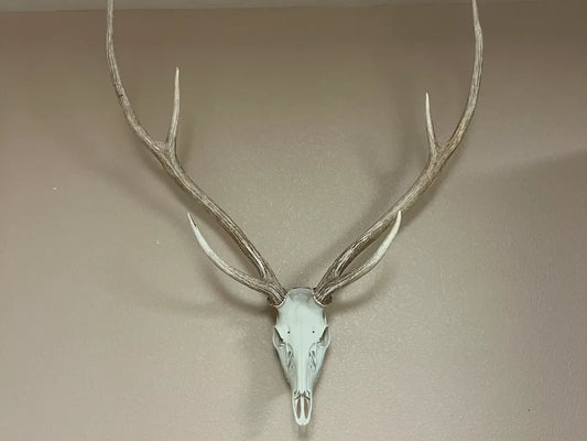Axis Deer Skull Antler Mount