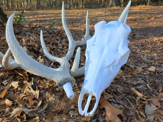 Elk Antler Mount