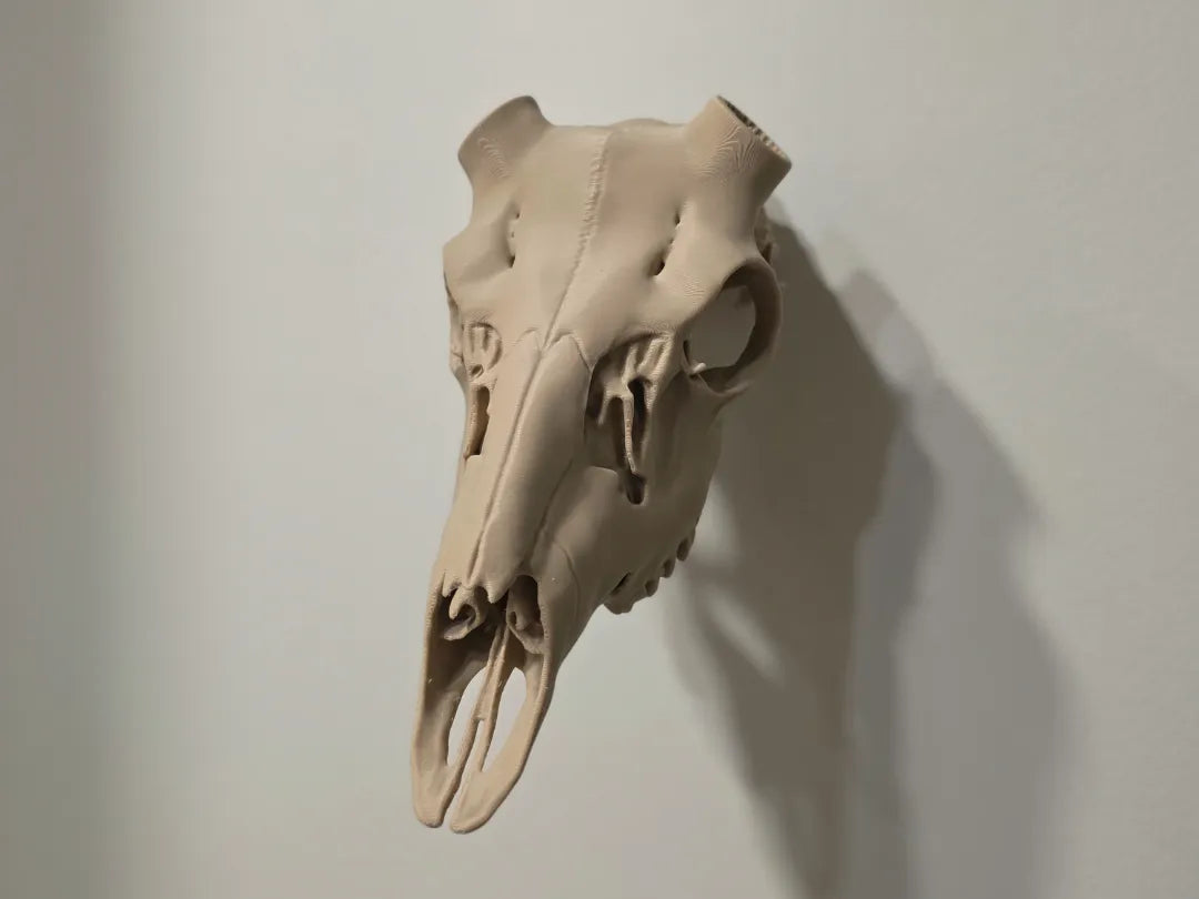 BlackTail Deer Antler Mount