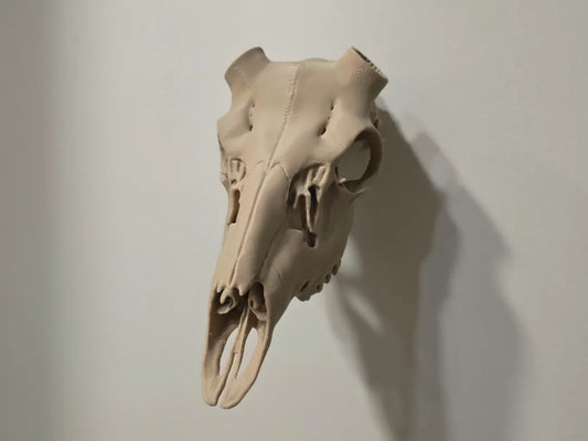 BlackTail Deer Antler Mount