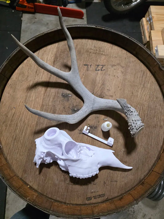 Single Antler European Mule Deer Mount System