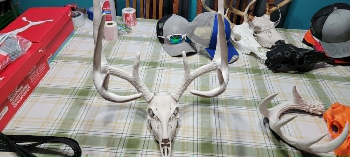Complete display with antlers