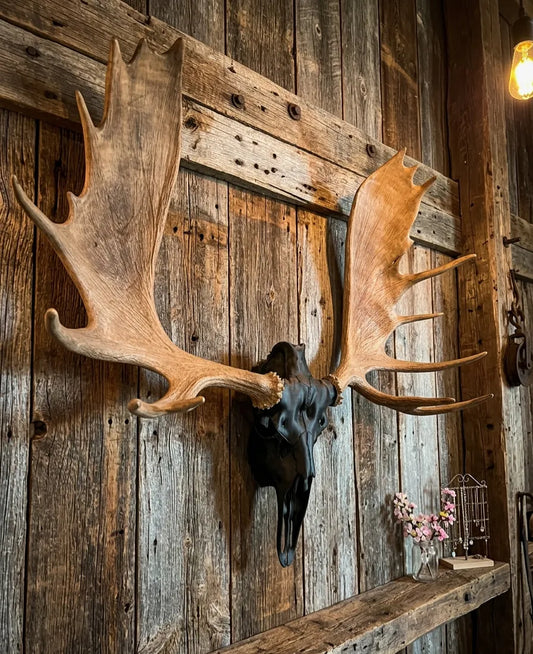 Moose Antler Skull Mount