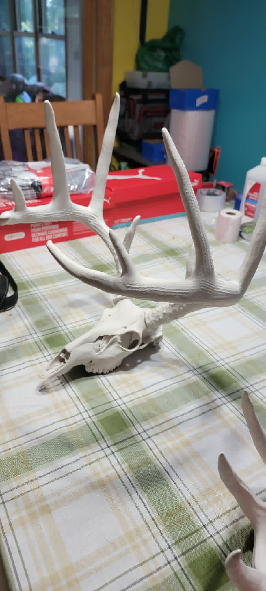 Complete display with antlers